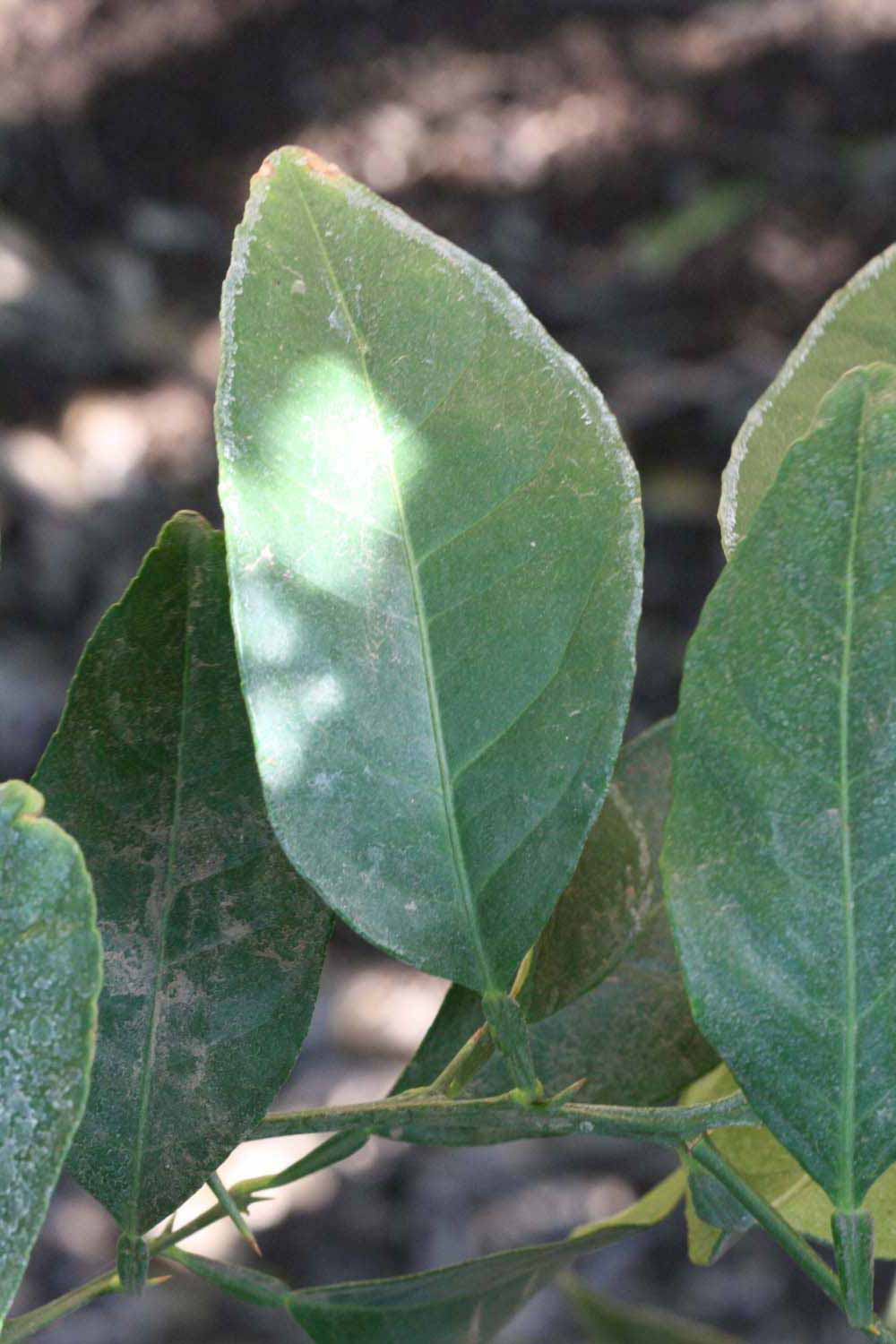              Unifoliolate leaf (Riverside, CA)       